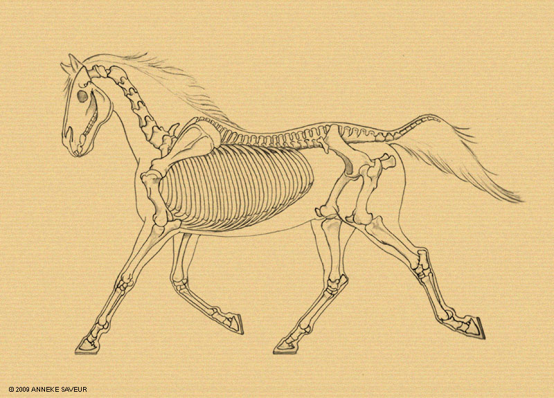 paard